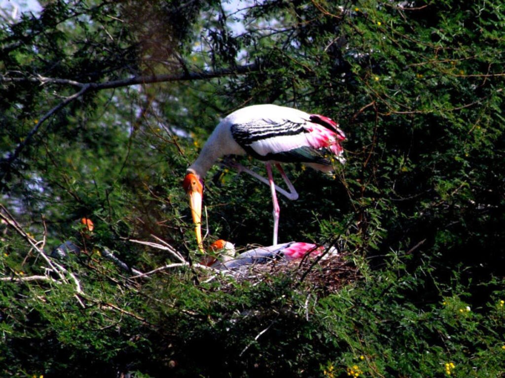 Surajpur Bird Sanctuary