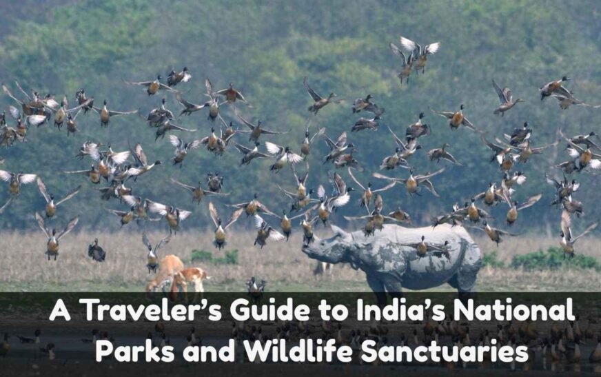 A Traveler’s Guide to India’s Wildlife Sanctuaries and National Parks