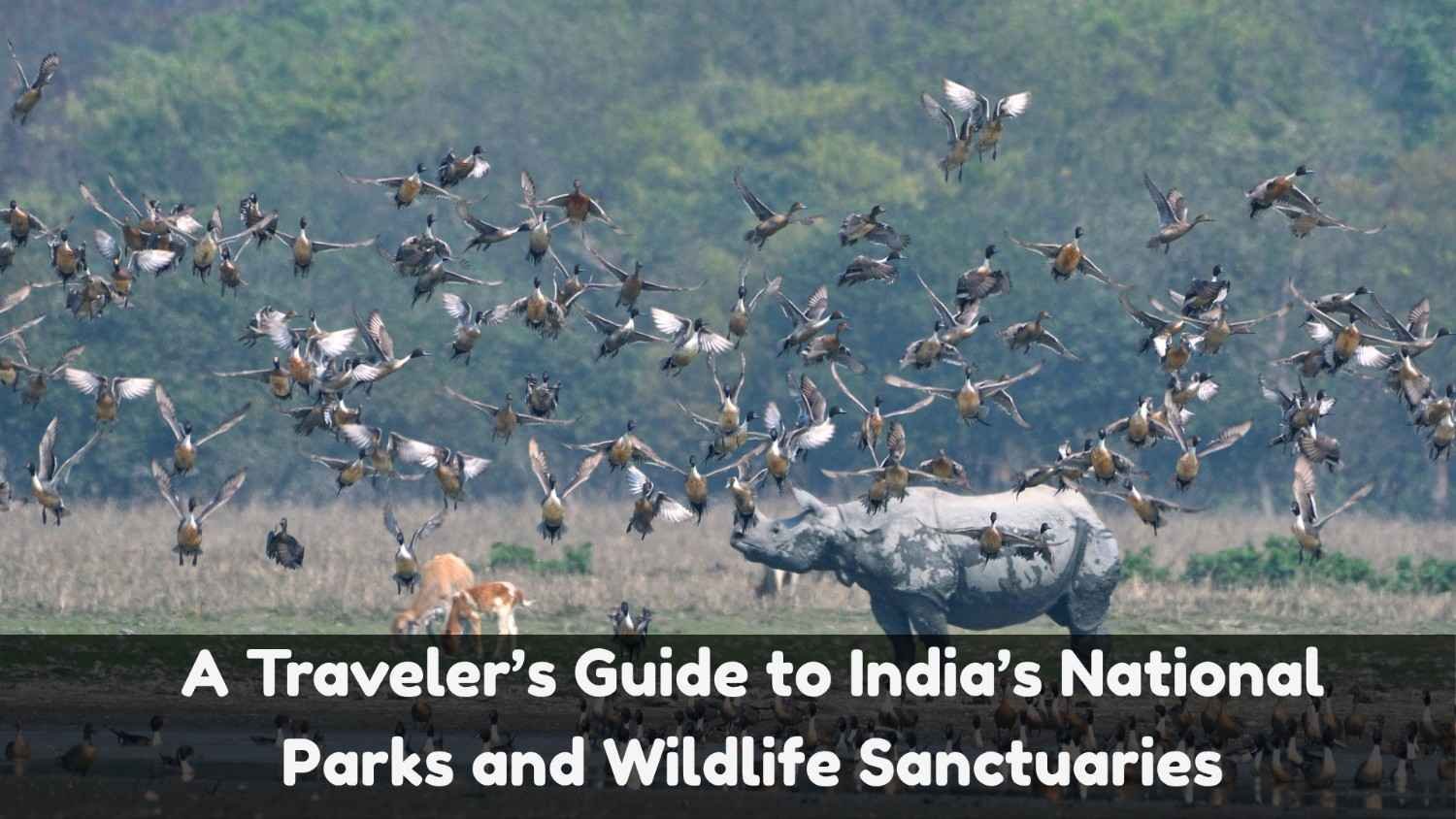 A Traveler’s Guide to India’s Wildlife Sanctuaries and National Parks